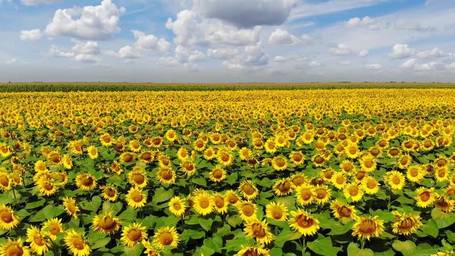 Aerial drone shot of beautiful yellow sunflower field, countryside landscape