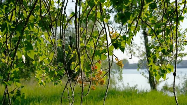 Birch on the river bank in the day sun light