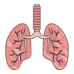 human lungs icon over white background, vector illustration