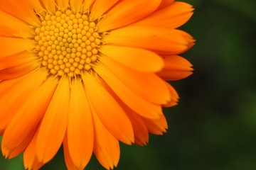 Calendula officinalis or pot marigold close-up