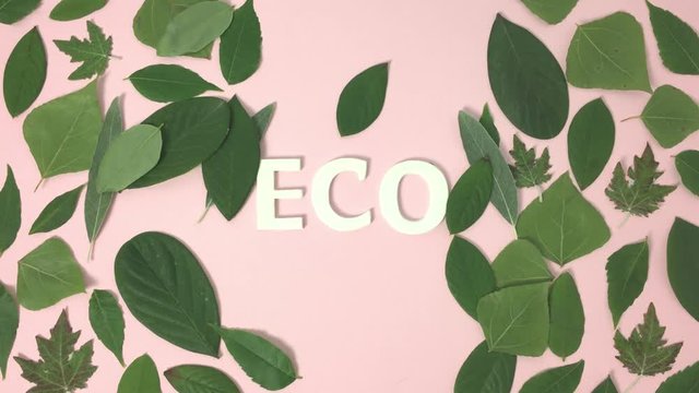 Hojas de plantas con la palabra &ldquo;eco&rdquo; debajo.
