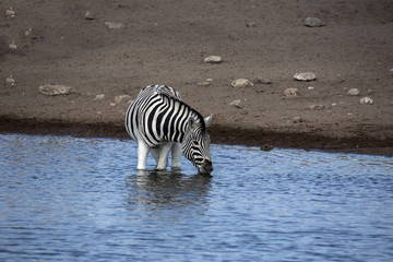 Fototapeta na wymiar Damara zebra, Equus burchelli antiquorum, drinking in the waterhole Etosha National Park, Namibia