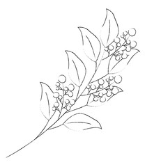 branch with seeds natural and leafs icon vector illustration design