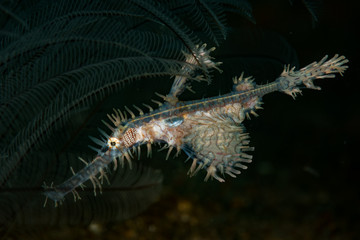 Obraz na płótnie Canvas Ornate ghost pipefish: Solenostomus paradoxu, on the Secret Bay dive site, Anilao, Philippines