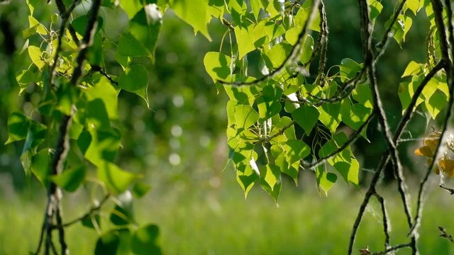 Springtime in park with birch leaves closeup backlit
