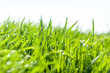 Fresh green spring grass in the morning background