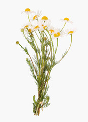 Kamille, alternative Medizin und Tee