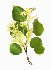 Lindenblüten, alternative Medizin und Tee