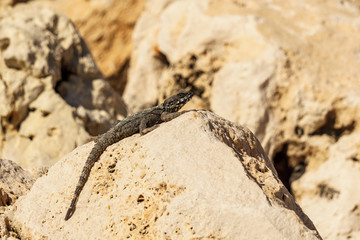 A small green lizard on yellow rock in a desert.