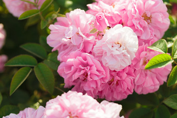 Obraz premium pink rose bush closeup on field background