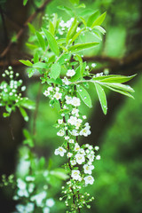 Blooming white Spiraea in the garden. Selective focus.