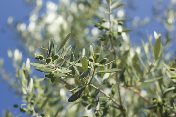 Beautiful green olive trees in Greece during summer