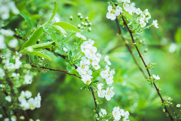 Blooming white Spiraea in the garden. Selective focus.