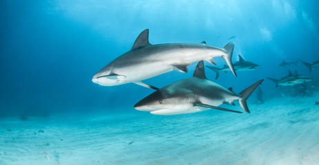 Caribbean reef sharks