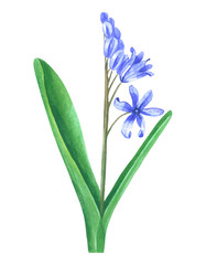 Fototapeta na wymiar Primrose bulbous flower isolated on white background.
