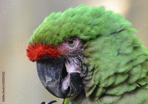 Oiseau Perroquet En Couleur En Gros Plan Stock Photo And