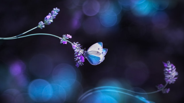 Beautiful white butterfly on the flowers of lavender. Summer spring natural image in blue and purple tones. Free space for text.