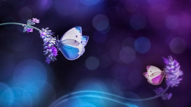 Beautiful white blue butterflies on the flowers of lavender. Summer spring natural image in blue and purple tones. Fantastic summer natural concept. Free space for text.