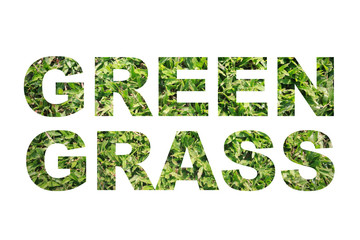 Fototapeta premium Green grass word.