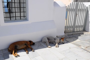 Two lazy dogs lying on the ground above the volcanic caldera in the village of Oia in Santorini...