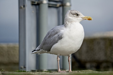 Seagull looking for Food