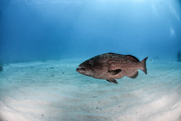 Grouper fish