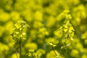 mustard field, yellow blooming mustard