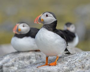 Puffin
