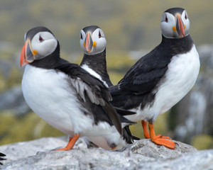 Puffin