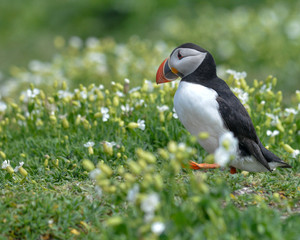 Puffin