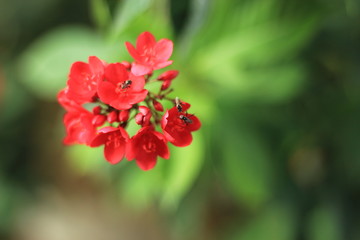 Fototapeta premium Jatropha integerrima Jacq , The bright red flowers in the Park.