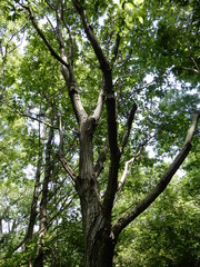 クリ
栗
くり
木