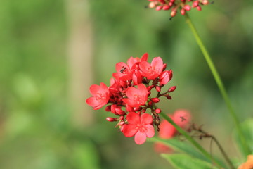 Jatropha integerrima Jacq , The bright red flowers in the Park.