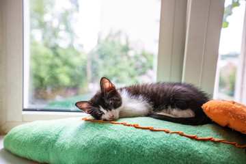 Black and white kitten sleeps on the window sill on a green cushion