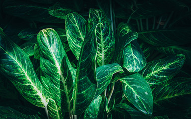 Tropical green leaves on dark background.