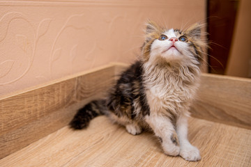 A little funny kitty with big eyes in white room