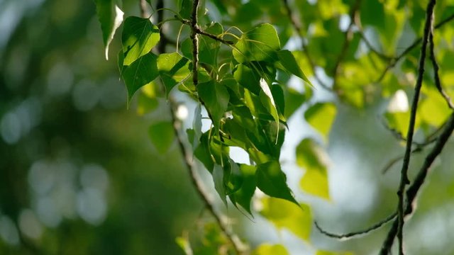 Green Leaves Of Tree Birch Hanging In Forest On Sunny Day