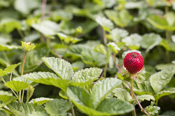 Duchesnea indica red fruits of inedible strawberries.