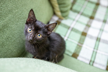 Black funny kitten with big yellow eyes sits on a green sofa
