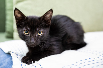 Black funny kitten with big yellow eyes sits on a green sofa