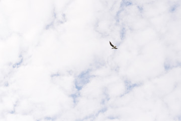 Flying seagull in the sky.