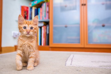 Funny little red striped kitten at home