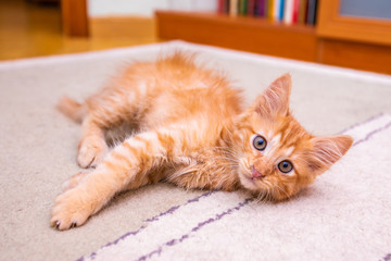 Funny little red striped kitten at home