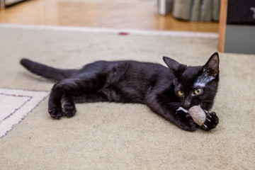 The black funny kitten is played with a toy mouse at home