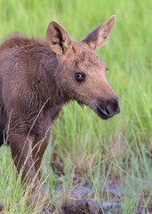 Shiras Moose of The Colorado Rocky Mountains. Thirsty Moose Calf.