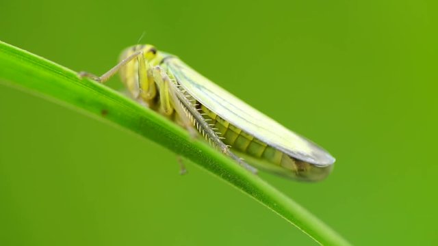Macro of green leafhopper Cicadella viridis with tenacious paws sitting on green leaf of plant in foothills of Caucasus