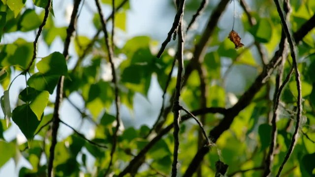 Closeup of beautiful spring branches of birch tree with green leaves. Real time 4K UHD footage.