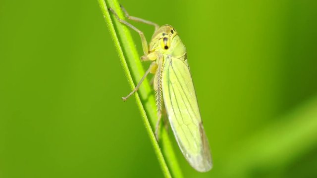 Macro of a green leafhopper Cicadella viridis with yellow-black eyes, small antennae and green wings sitting on green stalk in foothills of Caucasus