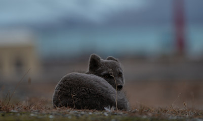 Ein brauner/blauer Polarfuchs/Blaufuchs auf Spitzbergen in der Arktis sieht in die Kamera. (Portrait)