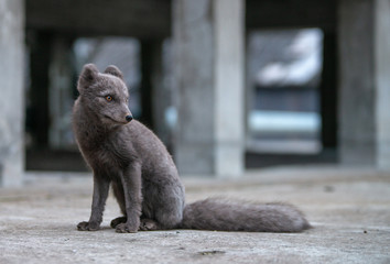 Ein brauner/blauer Polarfuchs/Blaufuchs auf Spitzbergen in der Arktis sieht in die Kamera....